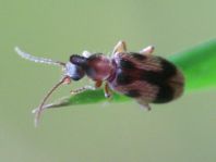 Gemeiner Einhornkäfer, Notoxus monoceros
