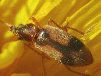 Gemeiner Einhornkäfer, Notoxus monoceros