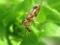 Gemeiner Einhornkäfer, Notoxus monoceros