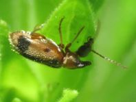 Gemeiner Einhornkäfer, Notoxus monoceros