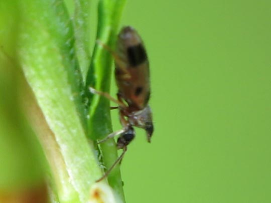 Gemeiner Einhornkäfer, Notoxus monoceros