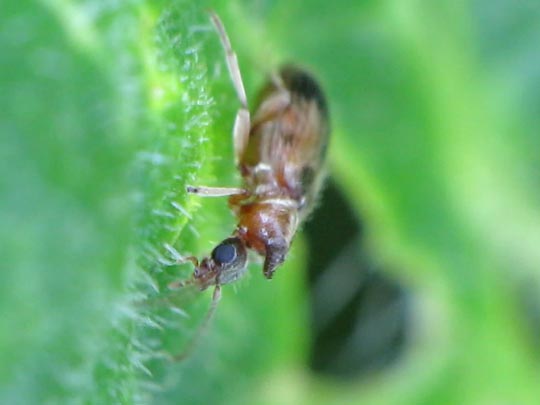 Gemeiner Einhornkäfer, Notoxus monoceros