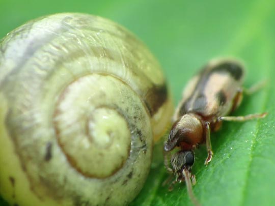 Gemeiner Einhornkäfer, Notoxus monoceros