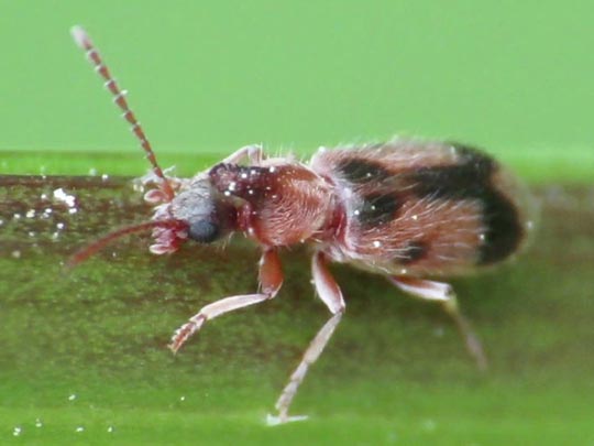 Gemeiner Einhornkäfer, Notoxus monoceros