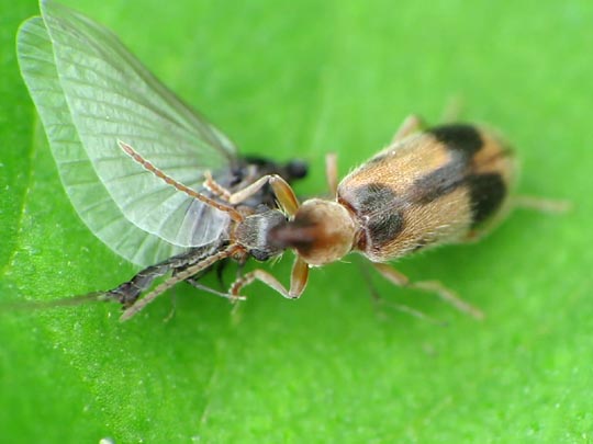 Gemeiner Einhornkäfer, Notoxus monoceros