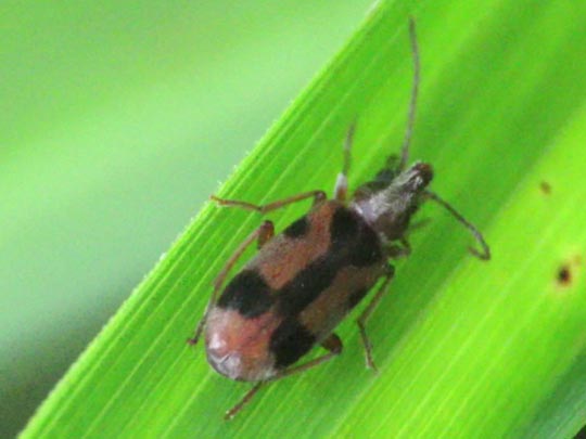 Gemeiner Einhornkäfer, Notoxus monoceros