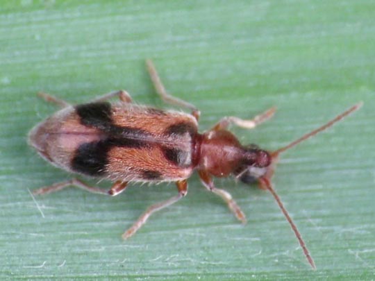 Gemeiner Einhornkäfer, Notoxus monoceros