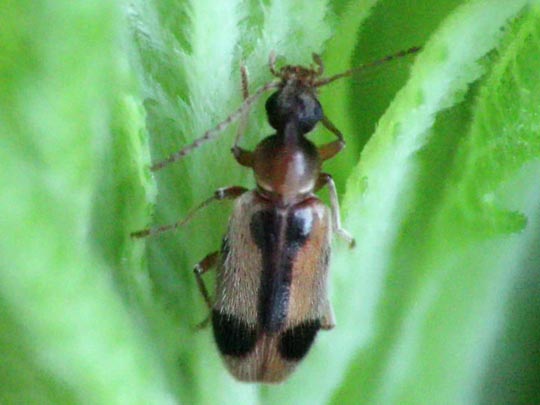 Gemeiner Einhornkäfer, Notoxus monoceros