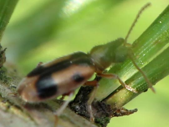 Gemeiner Einhornkäfer, Notoxus monoceros