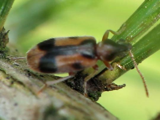 Gemeiner Einhornkäfer, Notoxus monoceros