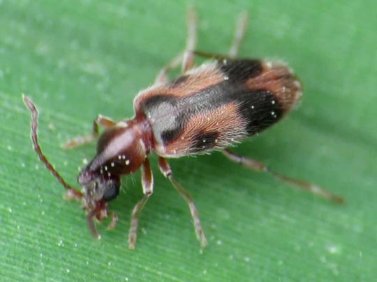 Gemeiner Einhornkäfer, Notoxus monoceros