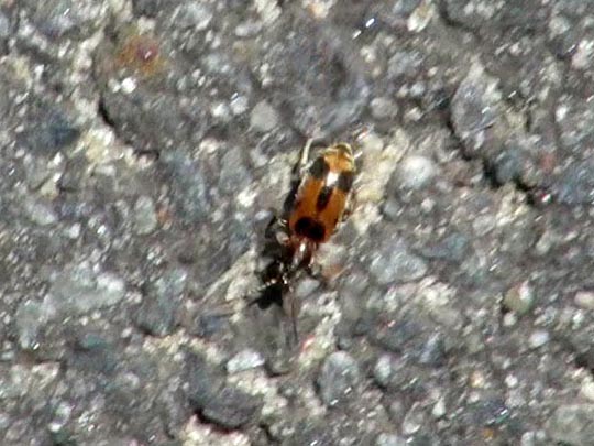 Gemeiner Einhornkäfer, Notoxus monoceros