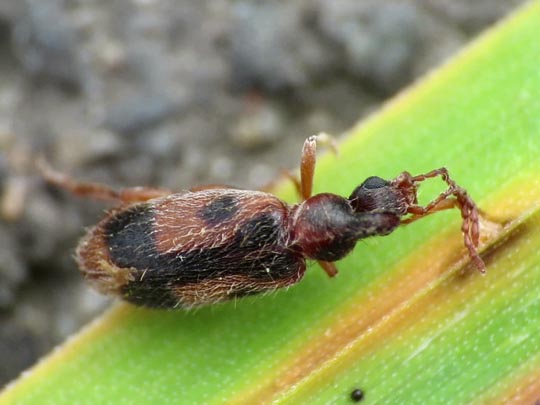 Gemeiner Einhornkäfer, Notoxus monoceros