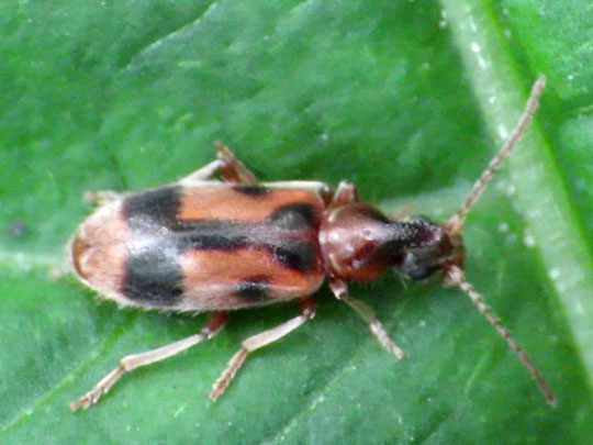 Gemeiner Einhornkäfer, Notoxus monoceros