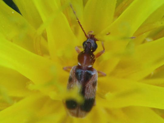 Gemeiner Einhornkäfer, Notoxus monoceros