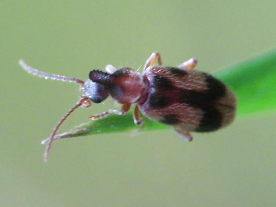 Gemeiner Einhornkäfer, Notoxus monoceros
