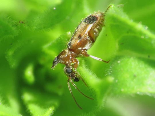 Gemeiner Einhornkäfer, Notoxus monoceros