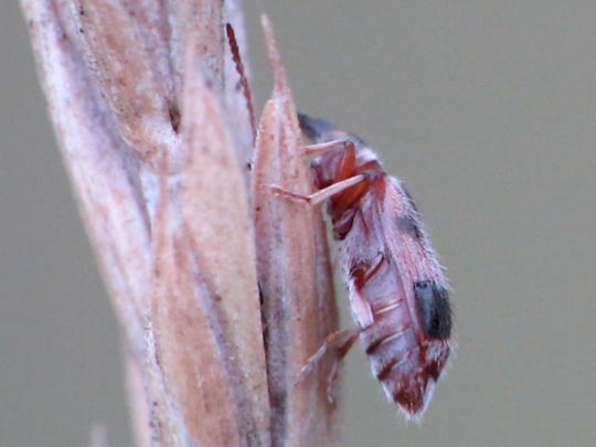 Gemeiner Einhornkäfer, Notoxus monoceros