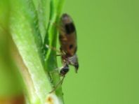 Gemeiner Einhornkäfer, Notoxus monoceros
