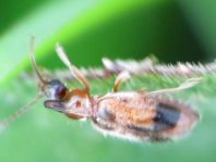 Gemeiner Einhornkäfer, Notoxus monoceros