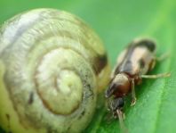 Gemeiner Einhornkäfer, Notoxus monoceros