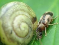 Gemeiner Einhornkäfer, Notoxus monoceros