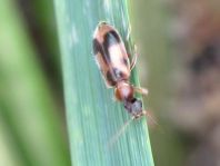 Gemeiner Einhornkäfer, Notoxus monoceros