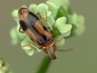 Gemeiner Einhornkäfer, Notoxus monoceros