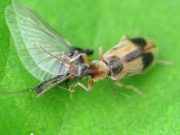 Gemeiner Einhornkäfer, Notoxus monoceros