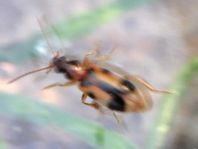 Gemeiner Einhornkäfer, Notoxus monoceros
