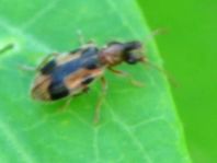 Gemeiner Einhornkäfer, Notoxus monoceros