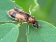 Gemeiner Einhornkäfer, Notoxus monoceros