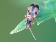 Gemeiner Einhornkäfer, Notoxus monoceros