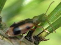 Gemeiner Einhornkäfer, Notoxus monoceros