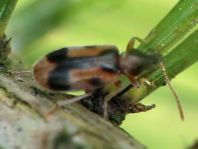 Gemeiner Einhornkäfer, Notoxus monoceros