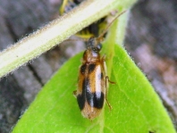 Gemeiner Einhornkäfer, Notoxus monoceros