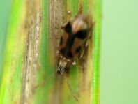 Gemeiner Einhornkäfer, Notoxus monoceros