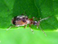 Gemeiner Einhornkäfer, Notoxus monoceros
