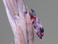 Gemeiner Einhornkäfer, Notoxus monoceros