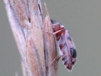 Gemeiner Einhornkäfer, Notoxus monoceros