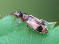 Gemeiner Einhornkäfer, Notoxus monoceros