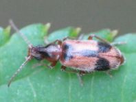 Gemeiner Einhornkäfer, Notoxus monoceros