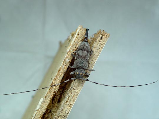 Zimmermannsbock, Acanthocinus aedilis