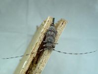 Zimmermannsbock, Acanthocinus aedilis