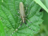 Agapanthia villosoviridescens, Scheckhorn-Distelbock