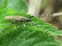 Agapanthia villosoviridescens, Scheckhorn-Distelbock