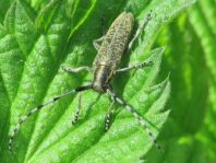 Agapanthia villosoviridescens, Scheckhorn-Distelbock