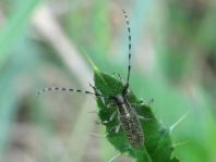Agapanthia villosoviridescens, Scheckhorn-Distelbock