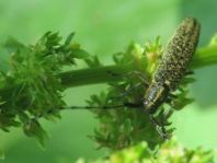 Agapanthia villosoviridescens, Scheckhorn-Distelbock