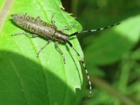 Agapanthia villosoviridescens, Scheckhorn-Distelbock
